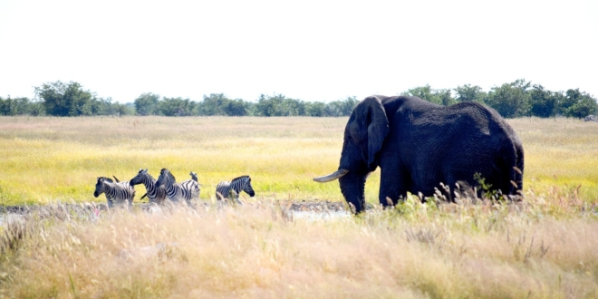 elephant